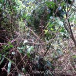 Possível OVNI em Santa Maria/ES